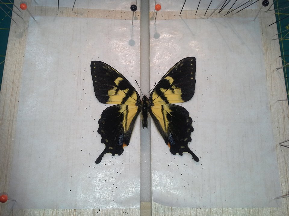 Papilio canadensis fletcheri